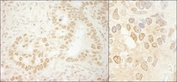 LEO1 Antibody, Novus Biologicals 0.1mL; Unlabeled:Antibodies, Polyclonal
